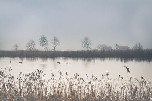 Neblige ländliche Landschaft mit Enten auf dem Teich I