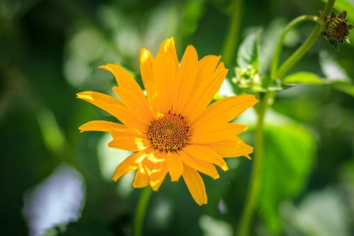 Glebe Blume