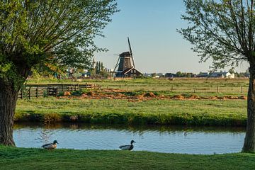 Old windmill on the Zaanse Schans with ducks passing by in the foreground by Anges van der Logt