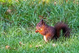 Squirrel by Merijn Loch