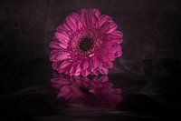 Reflets d'une fleur