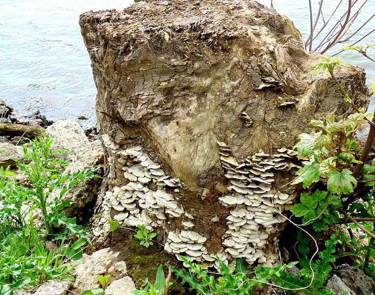 New life by Koos Iperen