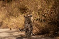 Leopard am Morgen