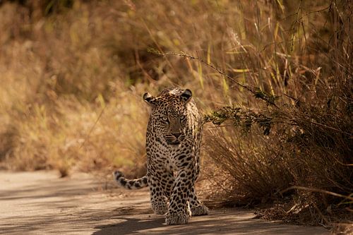 Luipaard in de ochtend
