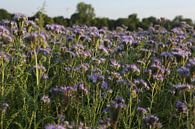 bijenvriend, tufted beauty, tansy phacelia, phacelia van Karina Gebert thumbnail