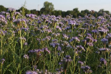 bijenvriend, tufted beauty, tansy phacelia, phacelia van Karina Gebert