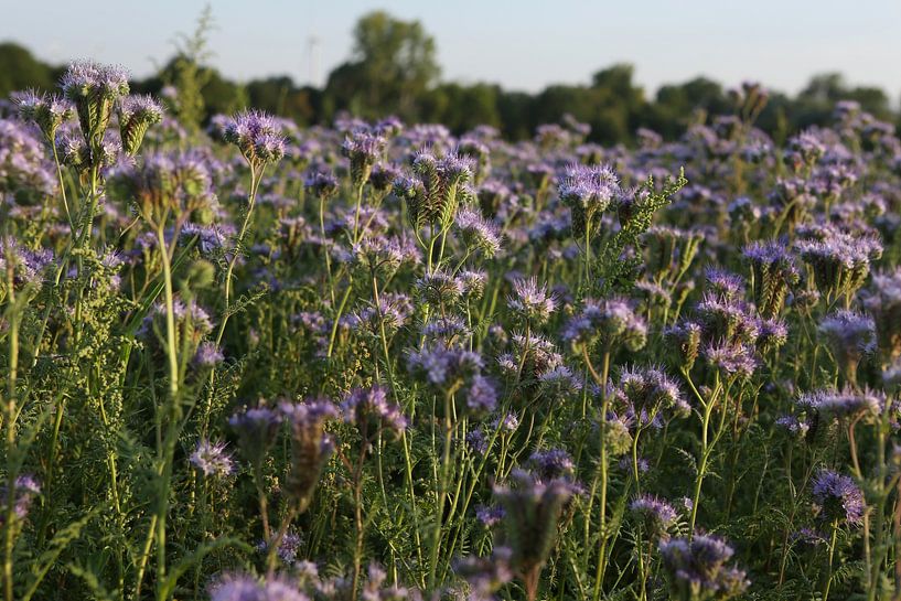 bijenvriend, tufted beauty, tansy phacelia, phacelia van Karina Gebert