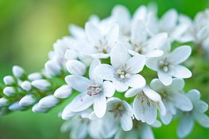 Gooseneck loosestrife Cluster Flower on Green with Morning Dew
