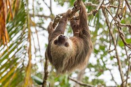A close-up view – a two-toed sloth in an almond tree by Jiri Viehmann
