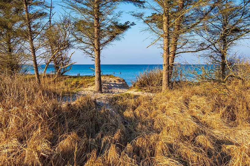 Baltic Sea coast near Graal Mueritz, Germany van Rico Ködder