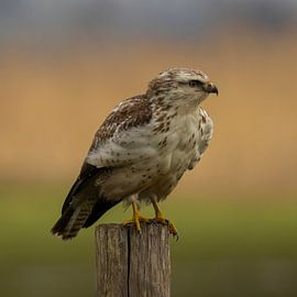 Buse sur Cees van der Linden