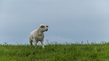 Lamb on Terschelling by Marianne Twijnstra