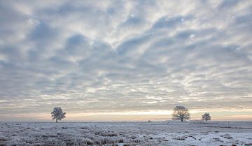 Weidse winter by Tony Ruiter