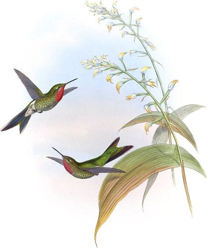 Charles’s Comet, John Gould