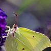 papillon citronné sur Marieke Funke