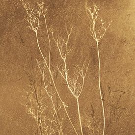 Hogweed by Yanuschka | Fotografie Noordwijk