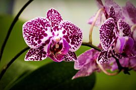 Orchid - Orchidée by Reiner Borner