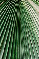 Palm leaf close-up