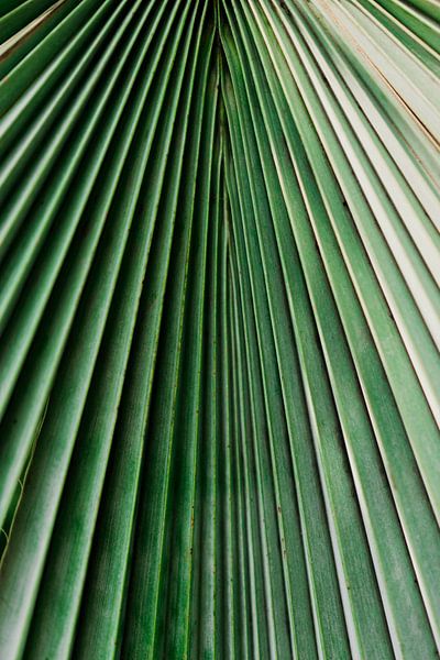 Palm blad close-up van Wianda Bongen