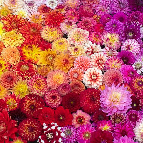 Dahlia display