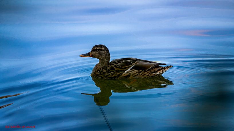 Nature and animals by Diederik De Mezel