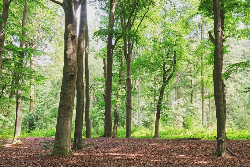 Sommer in den Hoekelumer Wäldern von Ronald Smits