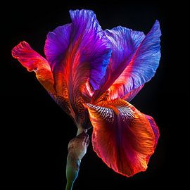 Kleurrijke iris bloem van TheXclusive Art