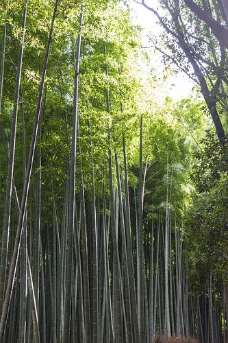 bamboebos