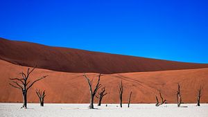 Dodevlei / Deadvlei : arbres pétrifiés devant des dunes de sable rouge