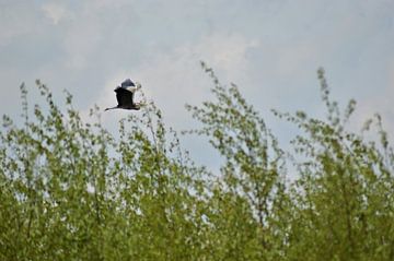 Heron above the trees by Lisanne Rodenburg