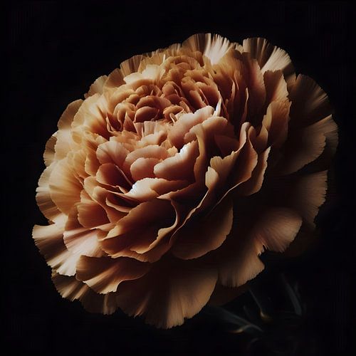 Œillet