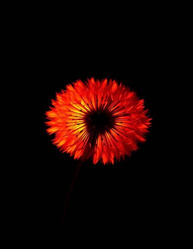 „Ember Dandelion V“