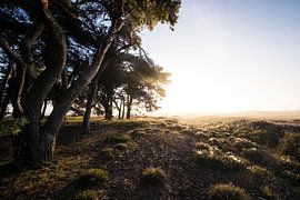 Zonsopkomst Balloereveld
