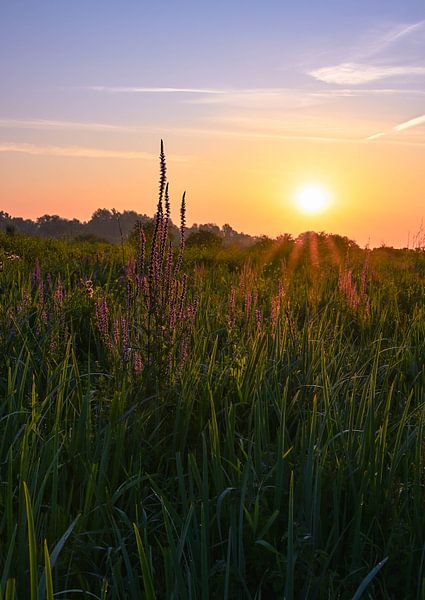 Meinerswijk part 99 by Tania Perneel