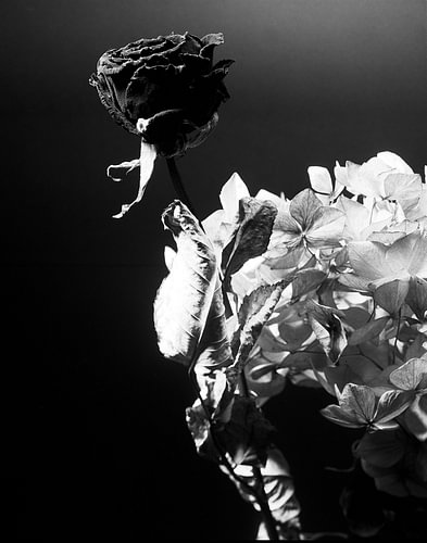 Verblühte Rose mit Hortensie von Pieter Muller