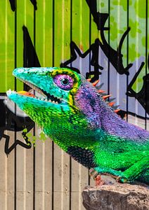 Graffiti-Leguan