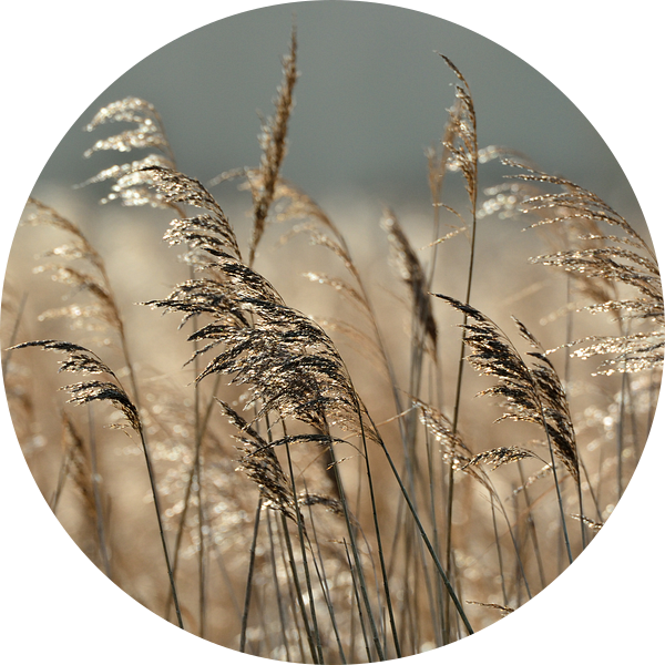 Riet 9 van Johan Vet