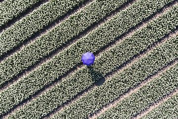 Umbrella in the bulb fields by Peter Haastrecht, van