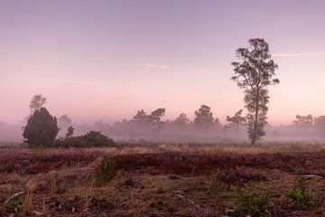 Mistig Nederlands heide landschap van Maarten Zeehandelaar