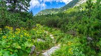 Wanderweg im Retezat-Nationalpark in Rumänien