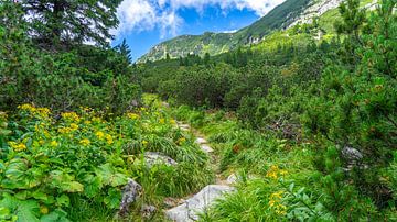 Wandelpad in Retezat Nationaal Park in Roemenië