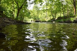 Reflexion über den Bach im Park von Claude Laprise