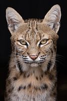 Portret van een lynx