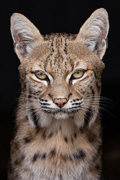 Portret van een lynx van HB Photography