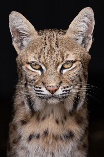 Portrait of a lynx