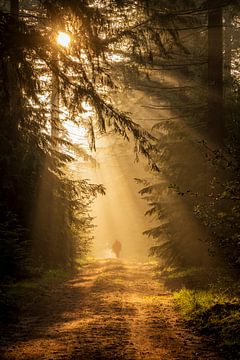 Wanderer umgeben von Sonnenstrahlen im Speulderbos in Ermelo