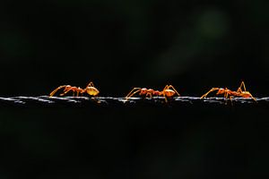 On The Move van Dennis Van Den Elzen