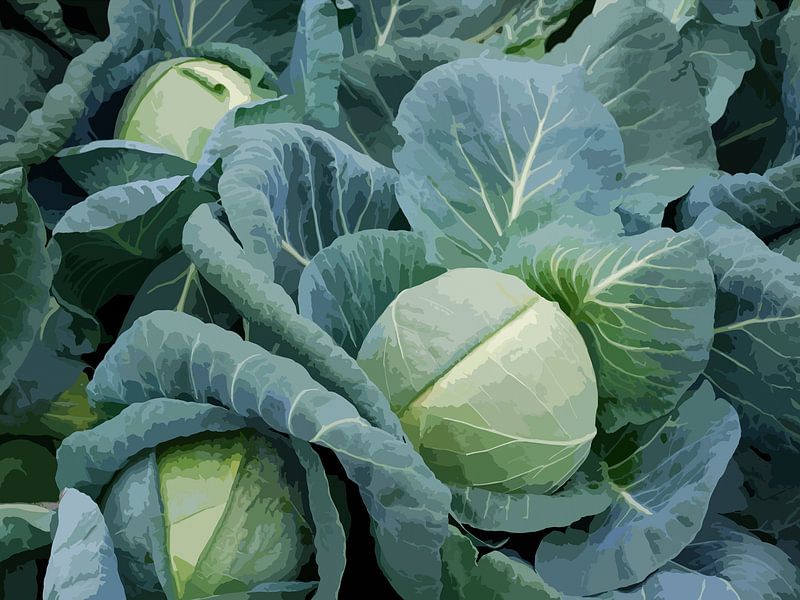 White cabbage on the farmland, illustration. by StudioMaria.nl