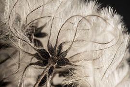 Die anmutigen Linien der Waldrebe: Flauschigkeit im Licht von Marjolijn van den Berg