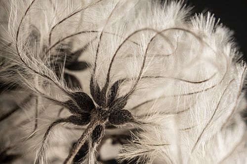 Die anmutigen Linien der Waldrebe: Flauschigkeit im Licht von Marjolijn van den Berg